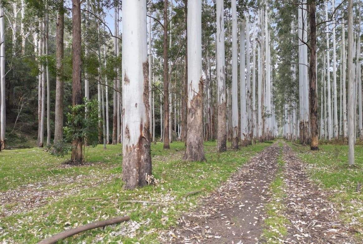 Blue gum plantation with a grassy track