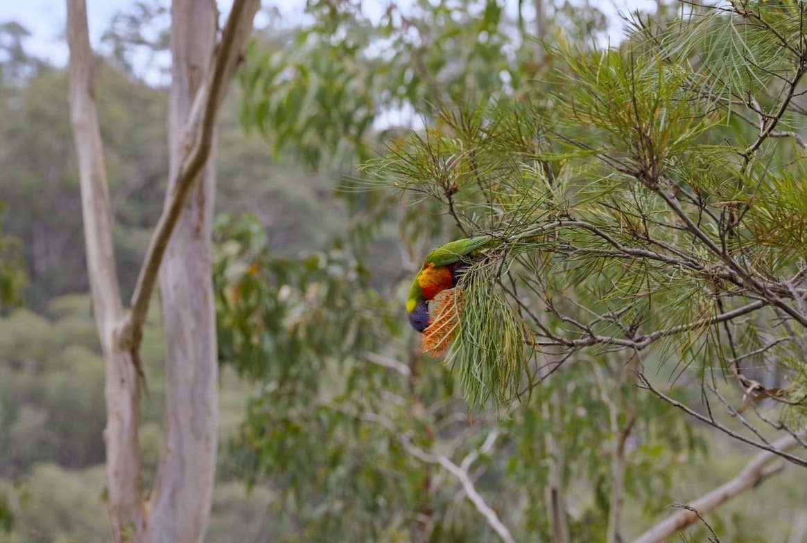 Rainbow lorikeet in a gum tree